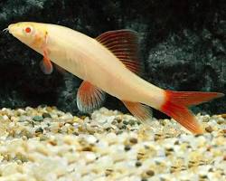 RED FIN ALBINO