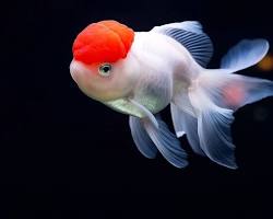 ORANDA