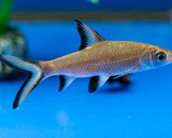 bala shark