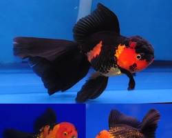 ikan black golden