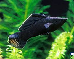 ikan black molly