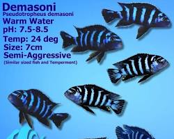 ikan demasoni