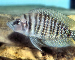 ikan kaplat platinum