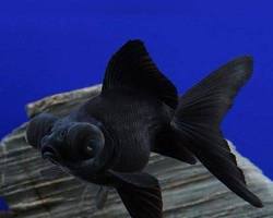 ikan koki black moor