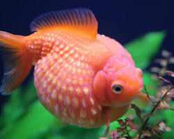 ikan koki mutiara