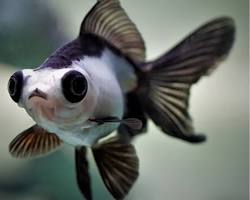 ikan koki panda