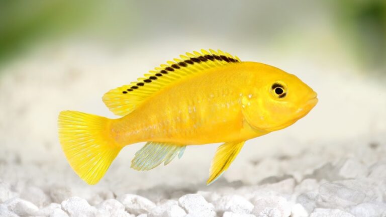 ikan lemon cichlid