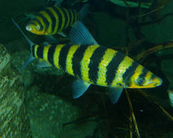 ikan livorinus