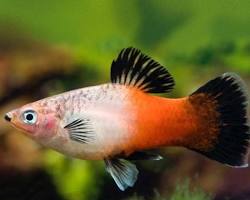 ikan molly 3 warna