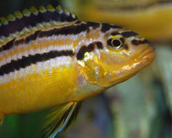 ikan nyasa