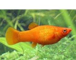 ikan orange molly