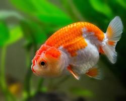 ikan rancu