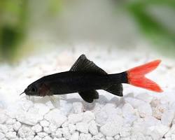 RED FIN HITAM