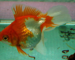ikan tossa