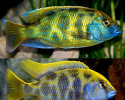 ikan venutus