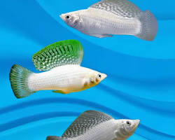 ikan white snow