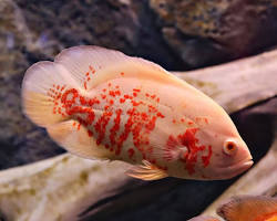 oskar albino