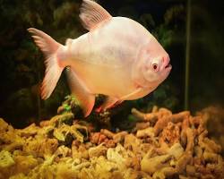 red pacu albino