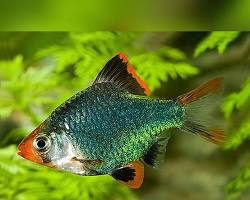 SUMATRA HIJAU