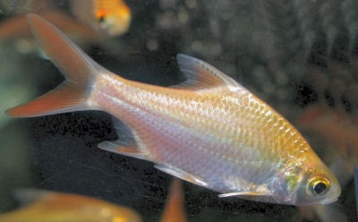 kaviat